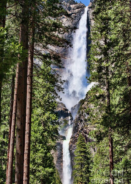  yosemite Greeting Card featuring the photograph Tall Trees Yosemite Falls by Chuck Kuhn