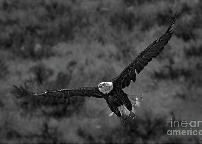 Haliaeetus Leucocphalus Greeting Card featuring the photograph Talons At The Ready-BW-Signed by J L Woody Wooden
