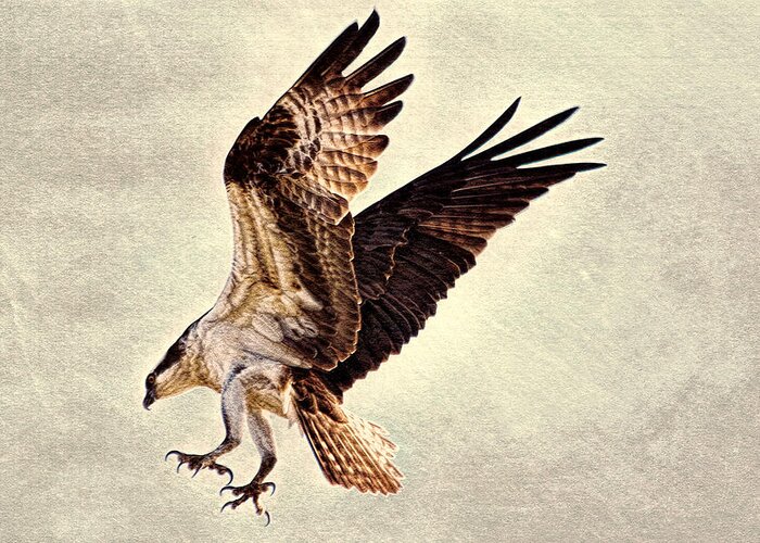 Osprey Greeting Card featuring the photograph Talons First by Ola Allen