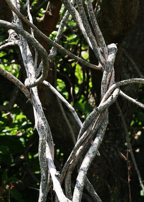 Nature Greeting Card featuring the photograph Tangled by William Selander