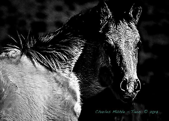  Taos Greeting Card featuring the photograph Taos Pony in B-W by Charles Muhle