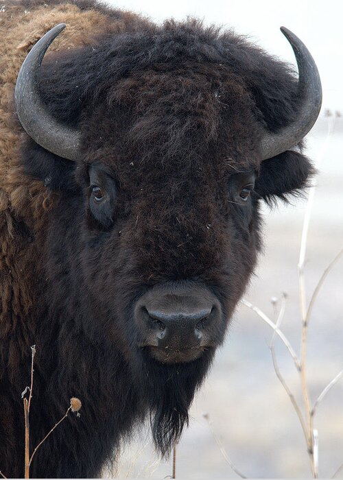 Outdoors Wildlife Nature Animal American Bison Buffalo Bull Wild Greeting Card featuring the photograph Tatanka by Dirk Johnson