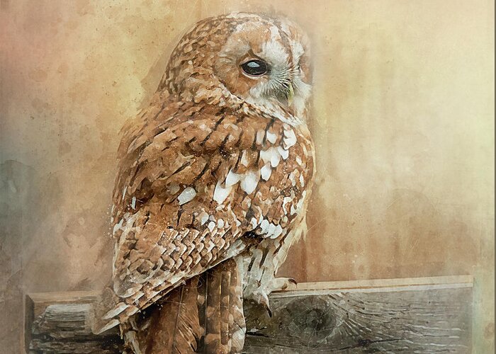 Tawny Owl Greeting Card featuring the photograph Tawny Owl by Brian Tarr