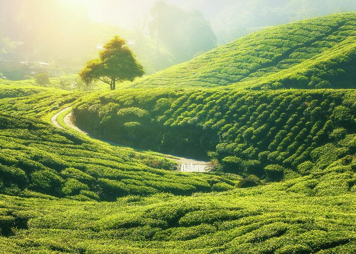 Asia Greeting Card featuring the photograph Tea plantation in Cameron highlands by Anek Suwannaphoom