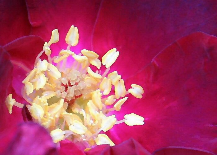 Coblitz Tea Rose Stamen Petals Red Velvet Soft Color Yellow Flower Floral Petals Greeting Card featuring the photograph Tea Rose by David Coblitz