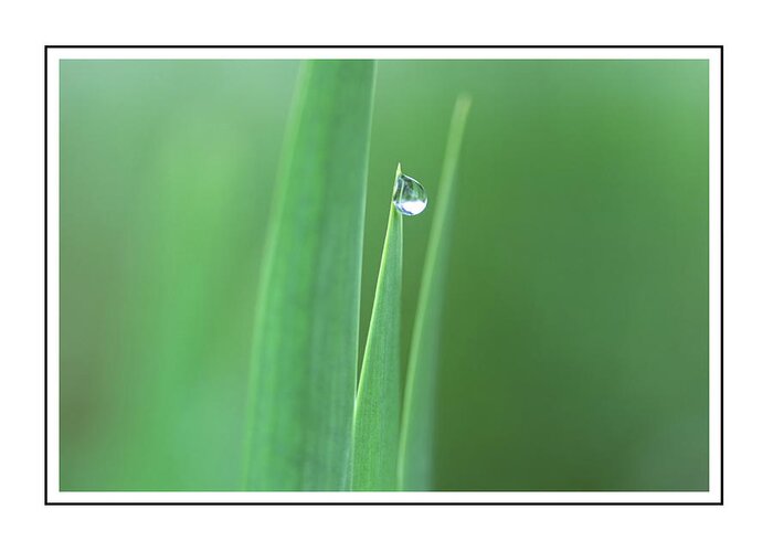 Teardrop Of Nature Greeting Card featuring the photograph Teardrop Of Nature by Georgiana Romanovna