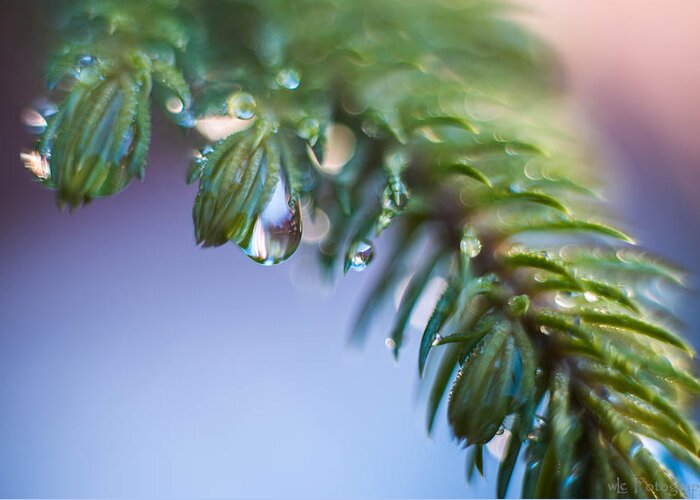 Rain Drops Greeting Card featuring the photograph Tears of Nature by Wendy Carrington
