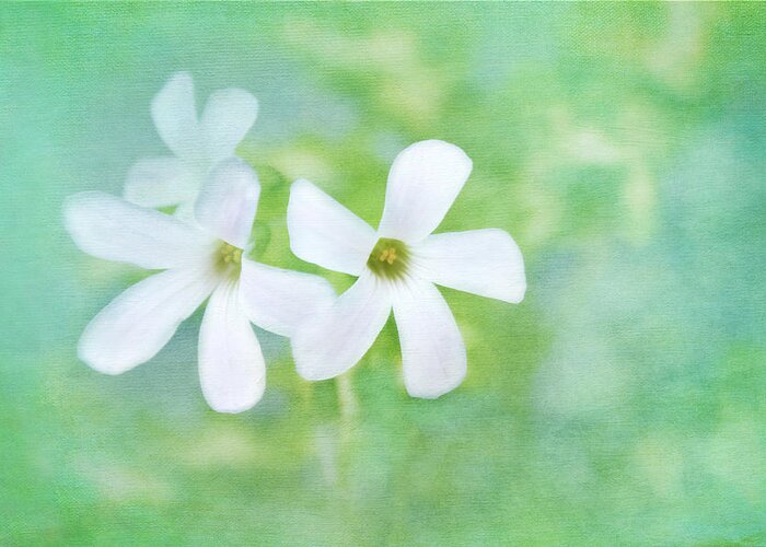 White Flowers Greeting Card featuring the photograph Tenderly Music by Marina Kojukhova