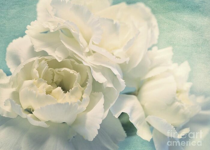 Carnation Greeting Card featuring the photograph Tenderly by Priska Wettstein
