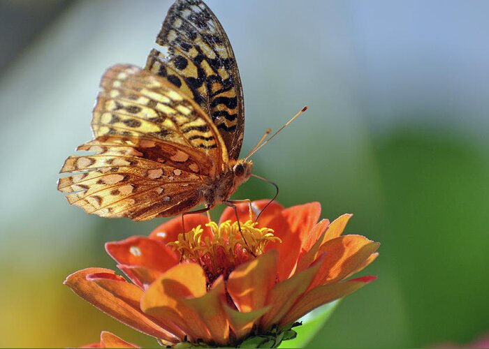 Butterfly Greeting Card featuring the photograph Tenderness by Glenn Gordon