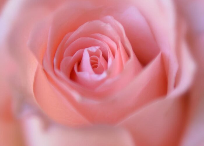 Pink Rose Greeting Card featuring the photograph Tenderness of Pink Rose by Olga Hamilton