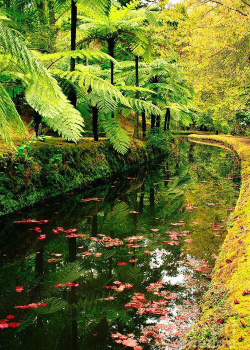 Azores Greeting Card featuring the photograph Terra Nostra Park by Gaspar Avila