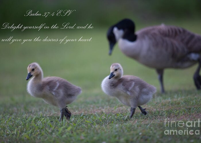 Psalm 37:4 Esv Greeting Card featuring the photograph Psalm 37 by Dale Powell