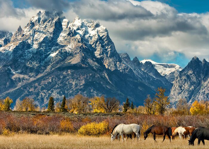 Horse Greeting Card featuring the photograph Teton Horses by Kathleen Bishop