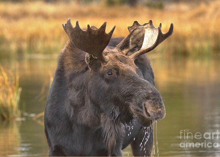 Moose Face Greeting Card featuring the photograph Moose Smile by Adam Jewell