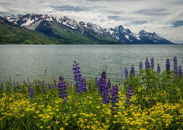 Tapestry Greeting Card featuring the photograph Teton Spring by Gary Migues