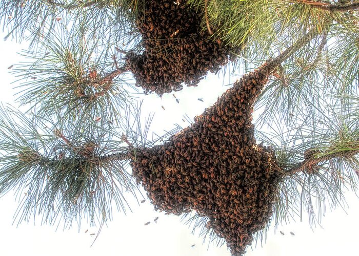 Bee Swarm Greeting Card featuring the photograph Texas Bees ? by Donna Kennedy