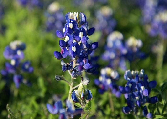 Bluebonnet Greeting Card featuring the photograph Texas Bluebonnets by Frank Madia
