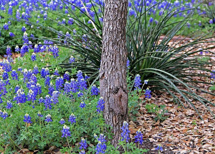 Landscape Greeting Card featuring the photograph Texas Bluebonnets by Matalyn Gardner
