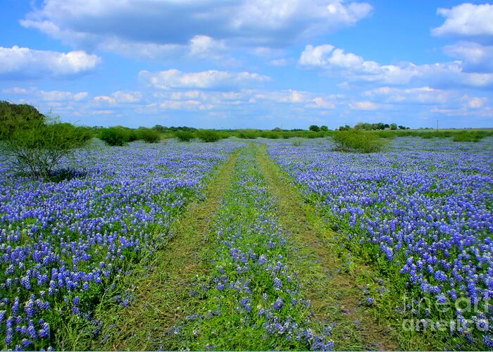 Texas Bluebonnets Photograph by Will Cardoso