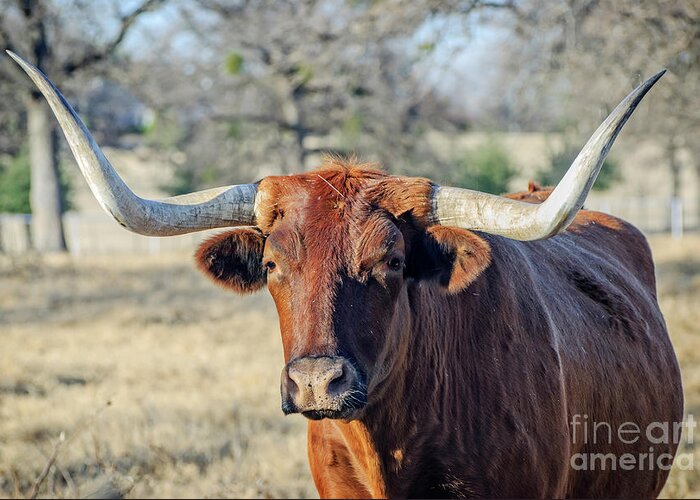 Animals Greeting Card featuring the photograph Texas Longhorn by Charles Dobbs