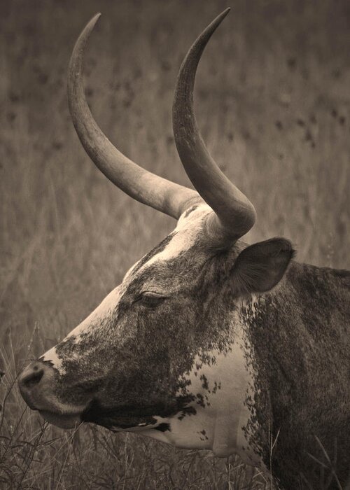 Longhorn Greeting Card featuring the photograph Texas Longhorn by Paul Huchton