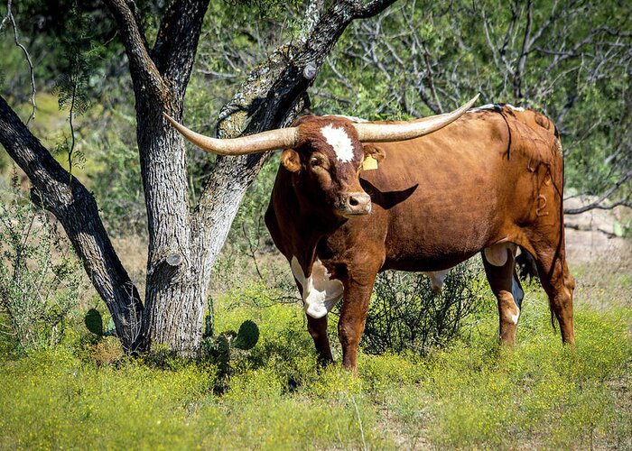 Longhorn Greeting Card featuring the photograph Texas Longhorn Steer by David Morefield