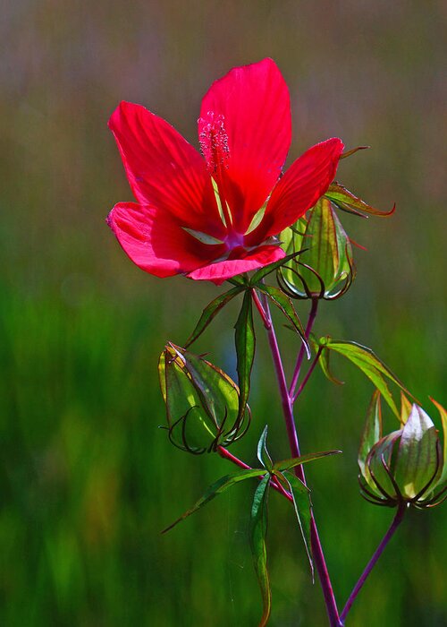Flower Greeting Card featuring the photograph Texas Star Hibiscus by Lawrence S Richardson Jr