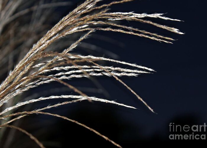 Grasses Greeting Card featuring the photograph Texture by Margaret Hamilton