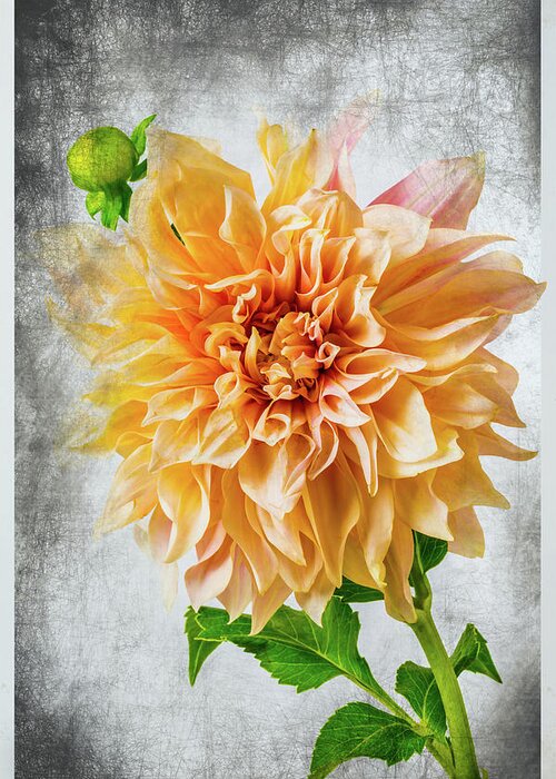 Color Greeting Card featuring the photograph Textured Dahlia Beauty by Garry Gay