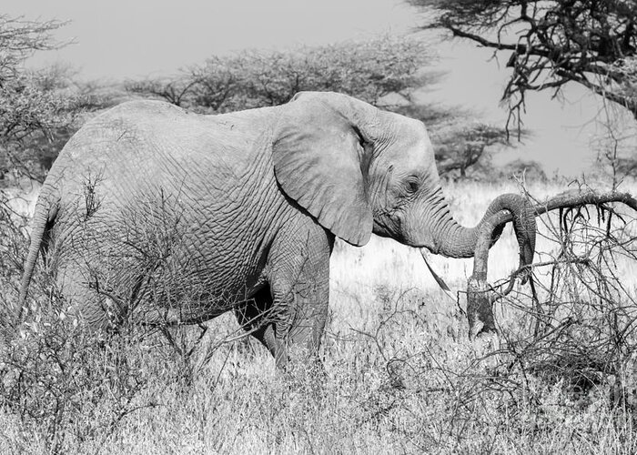 Elephant Greeting Card featuring the photograph Tgif by Chris Scroggins
