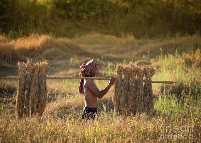 Turban Greeting Card featuring the photograph Thai farmer carrying the rice on shoulder after harvest. by Tosporn Preede