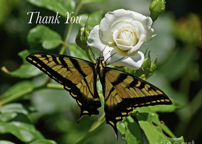 Card Greeting Card featuring the photograph Thank You Butterfly by Debby Pueschel