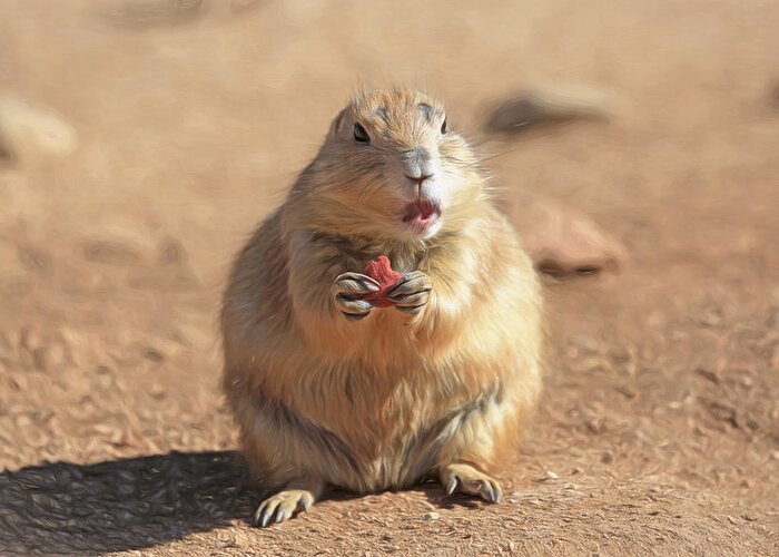 Prairiedog Greeting Card featuring the photograph Thank You For the Cookie by Donna Kennedy