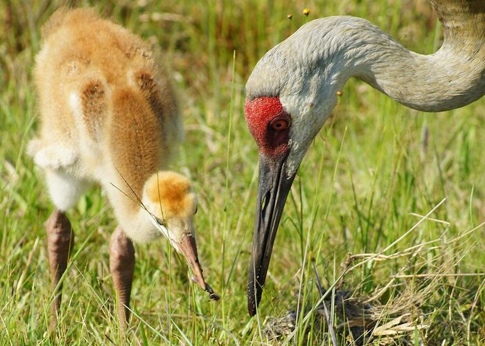 Sandhill Crane Greeting Card featuring the photograph Thanks Mom by Lynda Dawson-Youngclaus