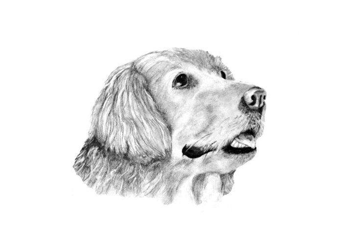 Dog Greeting Card featuring the drawing The Amanda look by John Stuart Webbstock