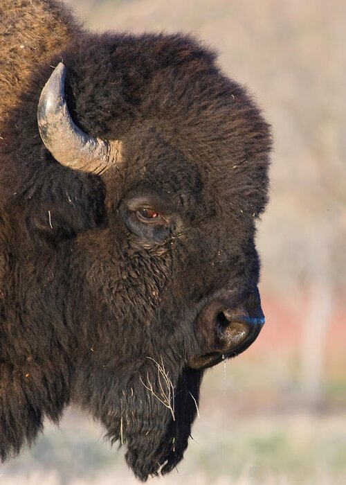 The American Buffalo Photograph Straublund