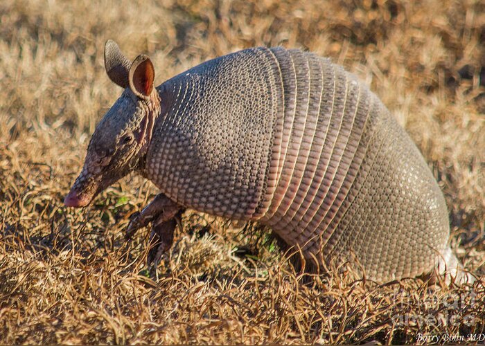 Nature Greeting Card featuring the photograph The Nine Banded Armadillo by Barry Bohn
