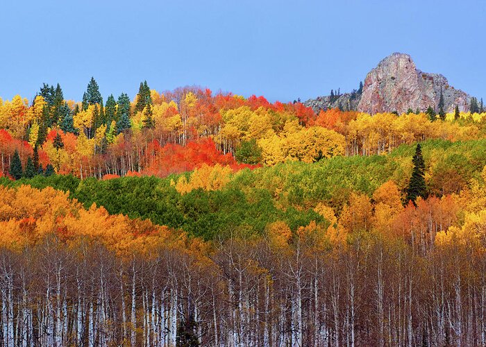 Aspen Greeting Card featuring the photograph The Autumn Blanket by John De Bord