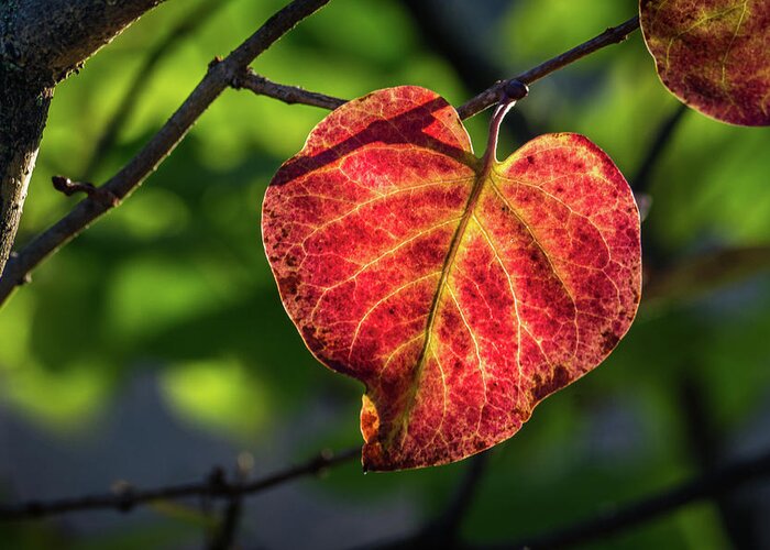 Fall Greeting Card featuring the photograph The Autumn Heart by Bill Pevlor