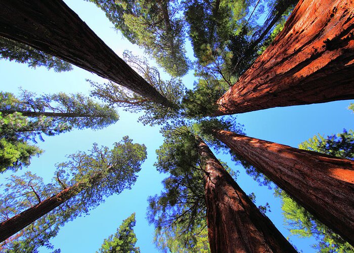 Redwoods Greeting Card featuring the photograph The Bachelor and the Three Graces by Rick Berk