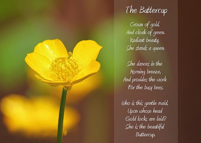Buttercup Greeting Card featuring the photograph The Beautiful Buttercup Poem by Tracie Schiebel