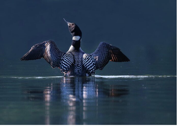 Common Loon Greeting Card featuring the photograph The Beauty and Strength of a Common Loon by Sandra Huston