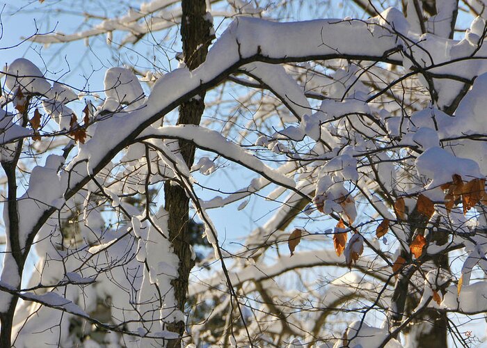 Fine Art Greeting Card featuring the photograph The Beauty of Winter by Gerlinde Keating