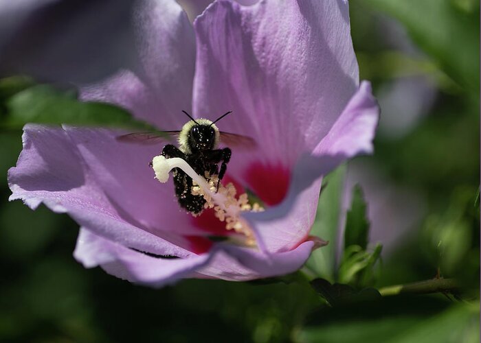Rose Of Sharon Greeting Card featuring the digital art The Bee by Ed Stines