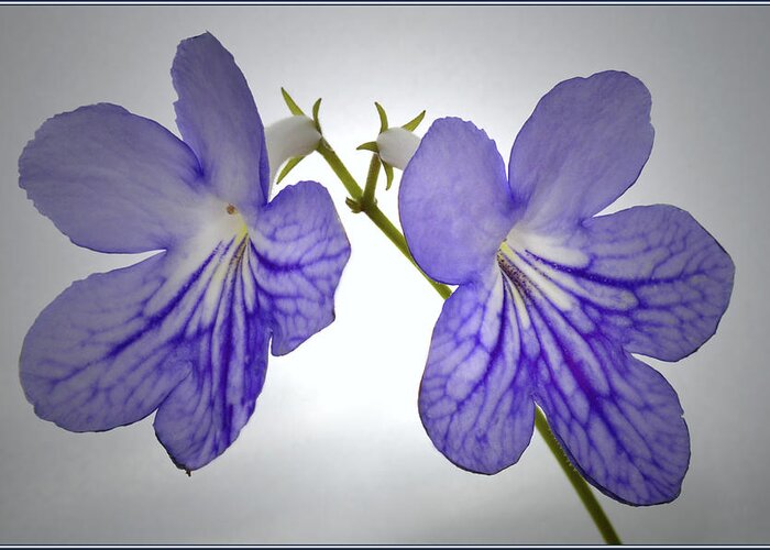 Streptocarpus Flowers Greeting Card featuring the photograph The Betham Twins. by Terence Davis