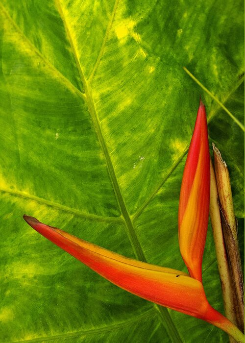Scenic Greeting Card featuring the photograph The Bird of Paradise by Doug Davidson