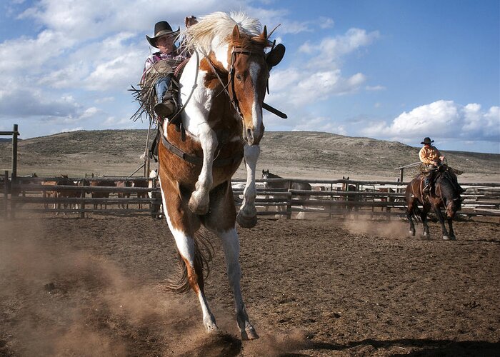 Rodeo Greeting Card featuring the photograph The Buckout at Sombrero Ranch by Pamela Steege