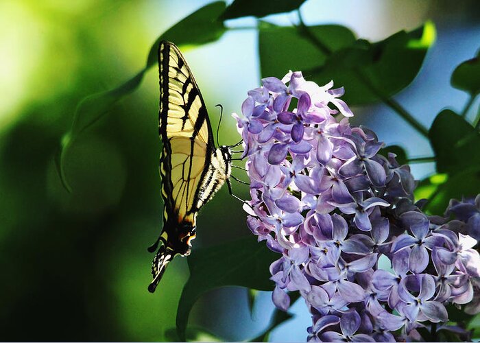 Butterfly Greeting Card featuring the photograph The Butterfly And The Lilac by Debbie Oppermann
