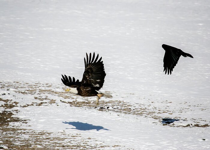 Raven Greeting Card featuring the photograph The Chase is On by Gary Hall